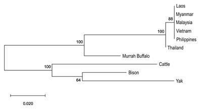 Opportunities and Challenges for Improving the Productivity of Swamp Buffaloes in Southeastern Asia